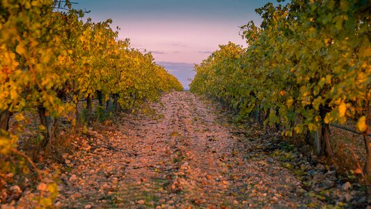 Vineyards harvest fields