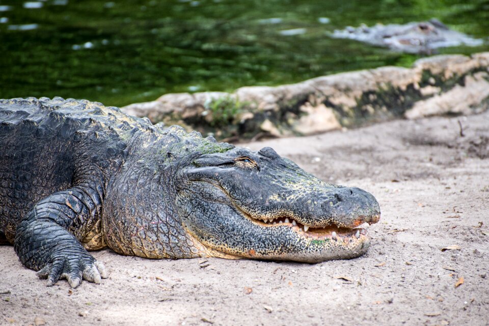 Animal reptile alligator