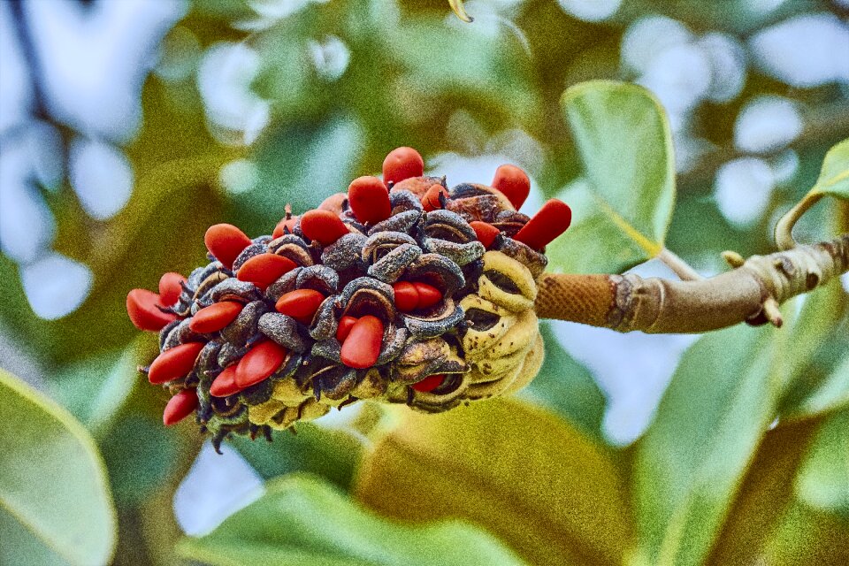 Red nature garden