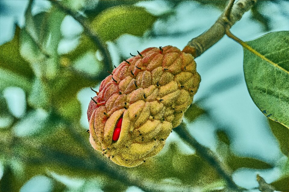 Red nature garden