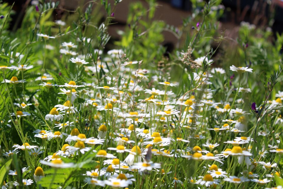 Nature village closeup