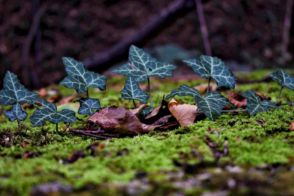 Walk leaf grass