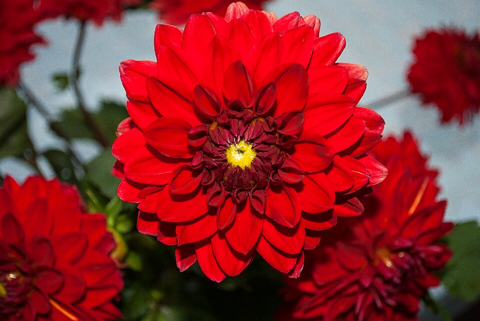 Bloom flower garden color