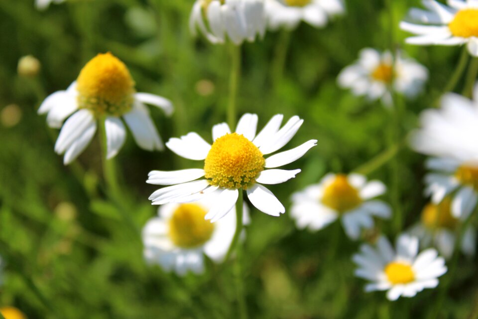 Nature village closeup