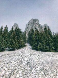 Mountain tree snow photo