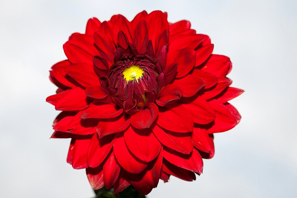 Bloom flower garden color