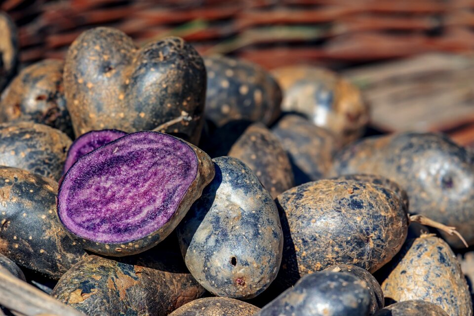 Tuber blue-black bio