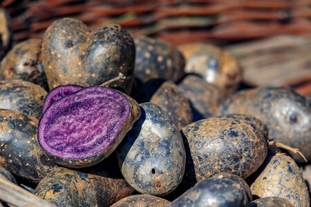 Tuber blue-black bio
