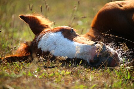 Suckling sleep animal