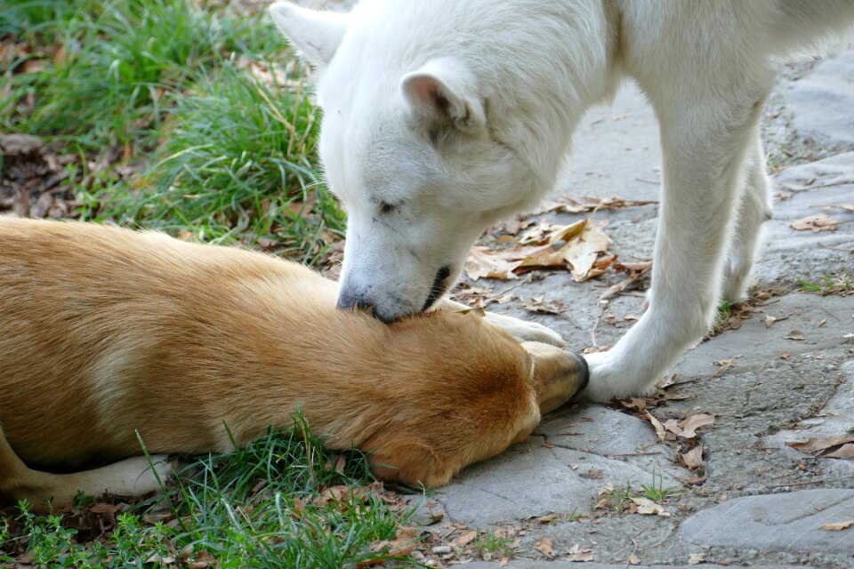Animal love romantic
