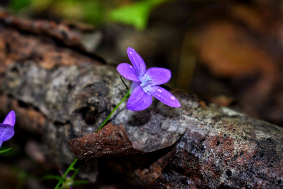 Forest purple flower