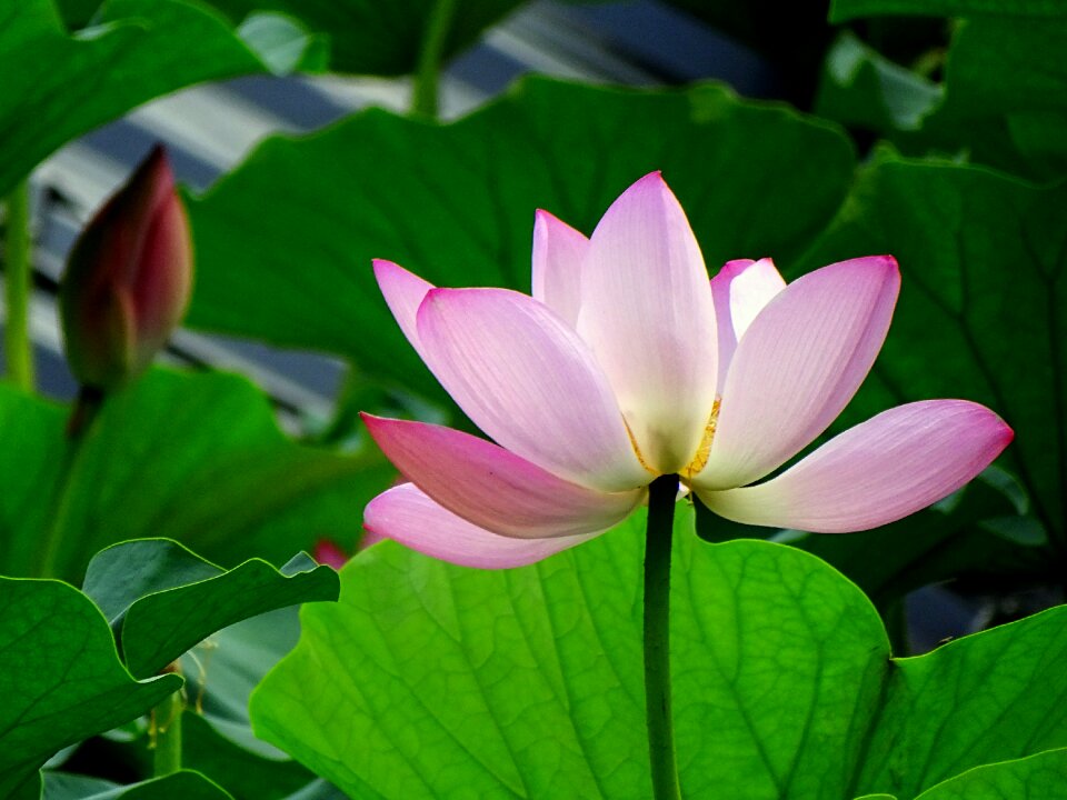 Lake pink lotus flower
