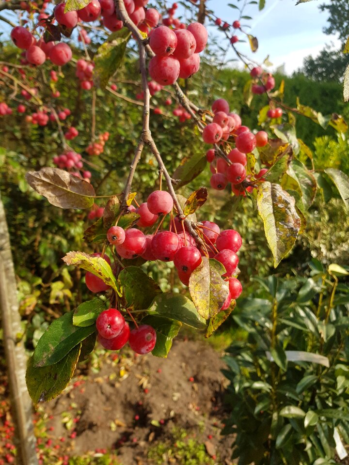 Fruity red fruit herfstbloeier