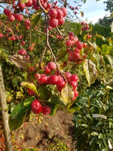Fruity red fruit herfstbloeier