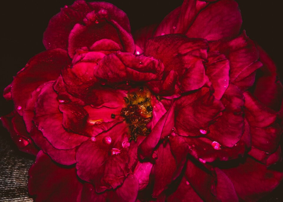 Floral color decorations