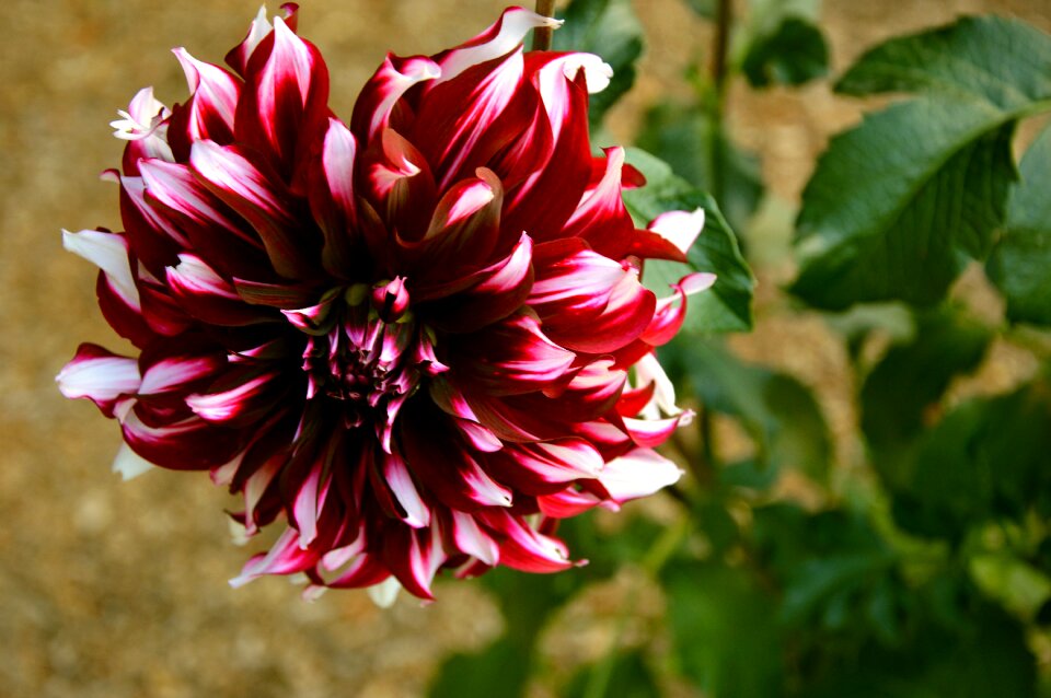 Bloom bloom dahlia garden