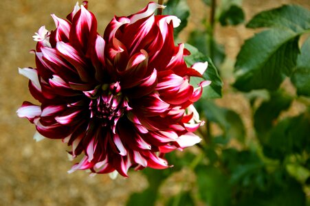 Bloom bloom dahlia garden photo