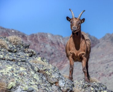 Animal horns mammal