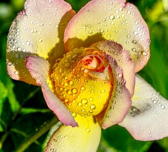 White pink beautiful