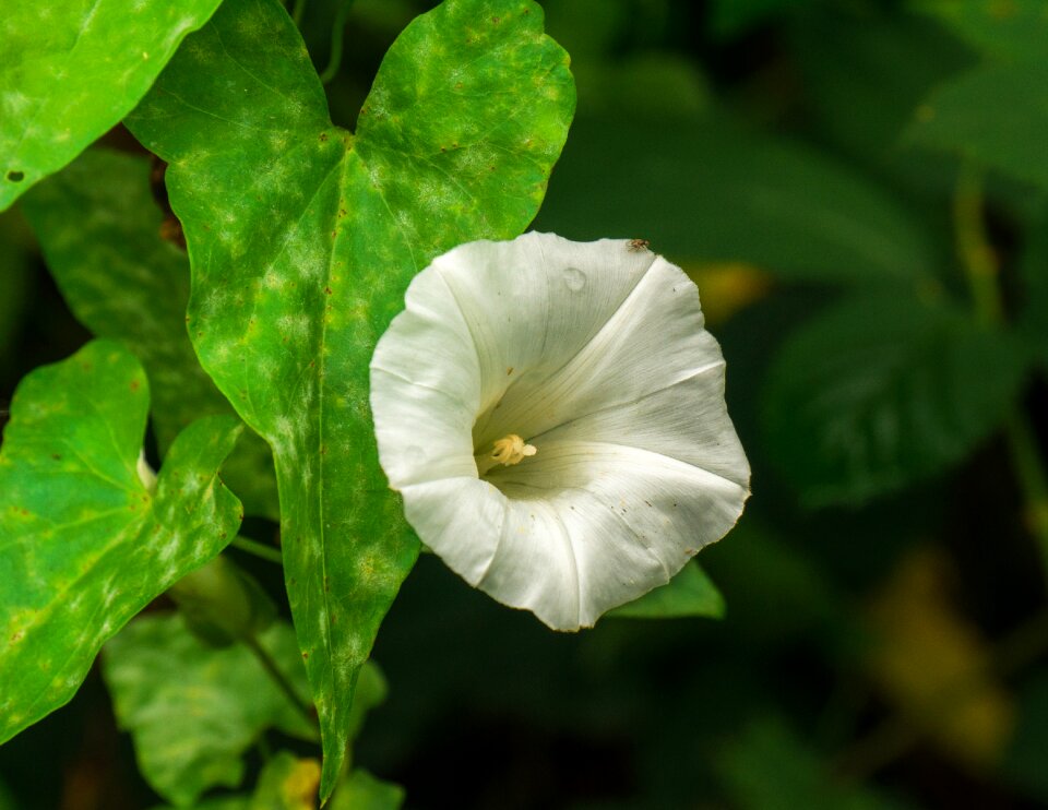 Bloom beautiful plant