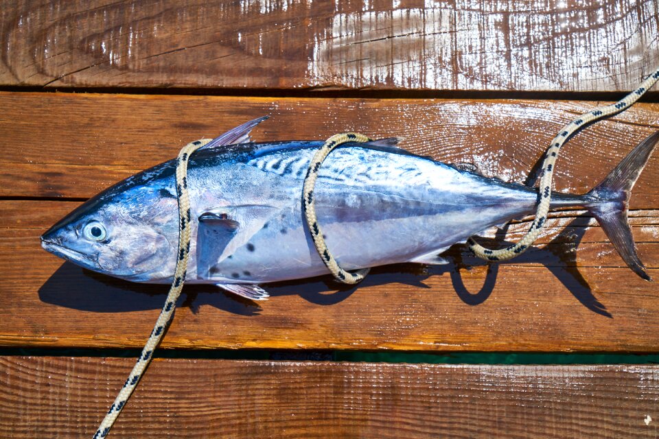 Marine restaurant fisherman