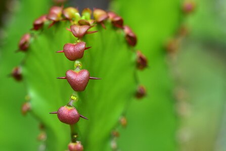 Small thorn love photo