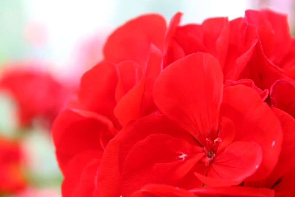 Love geranium red flowers