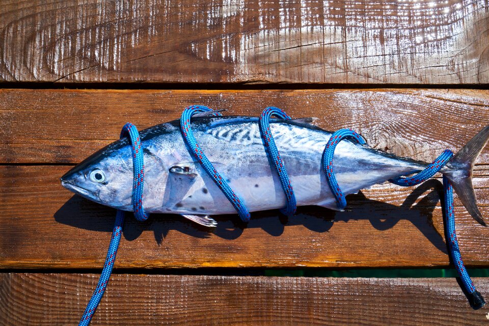 Catch hunter fishing rod
