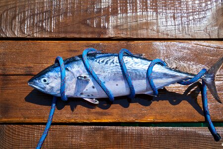 Catch hunter fishing rod photo