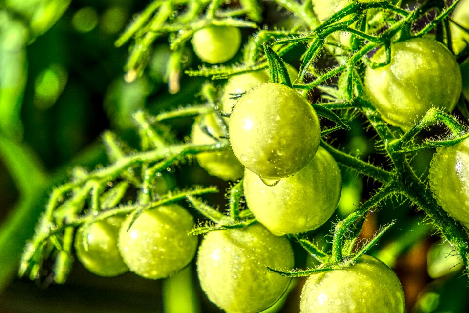 Green food fresh