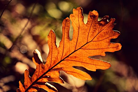 Pattern golden fall