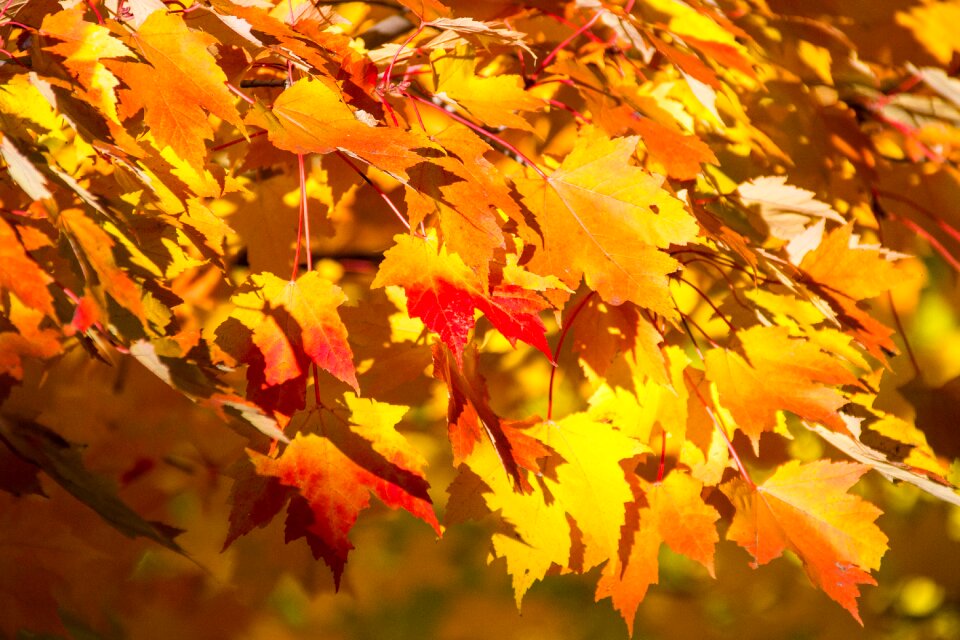 Leaves season leaf photo