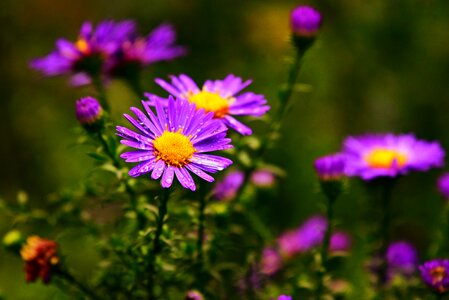 Asteraceae autumn water drops photo