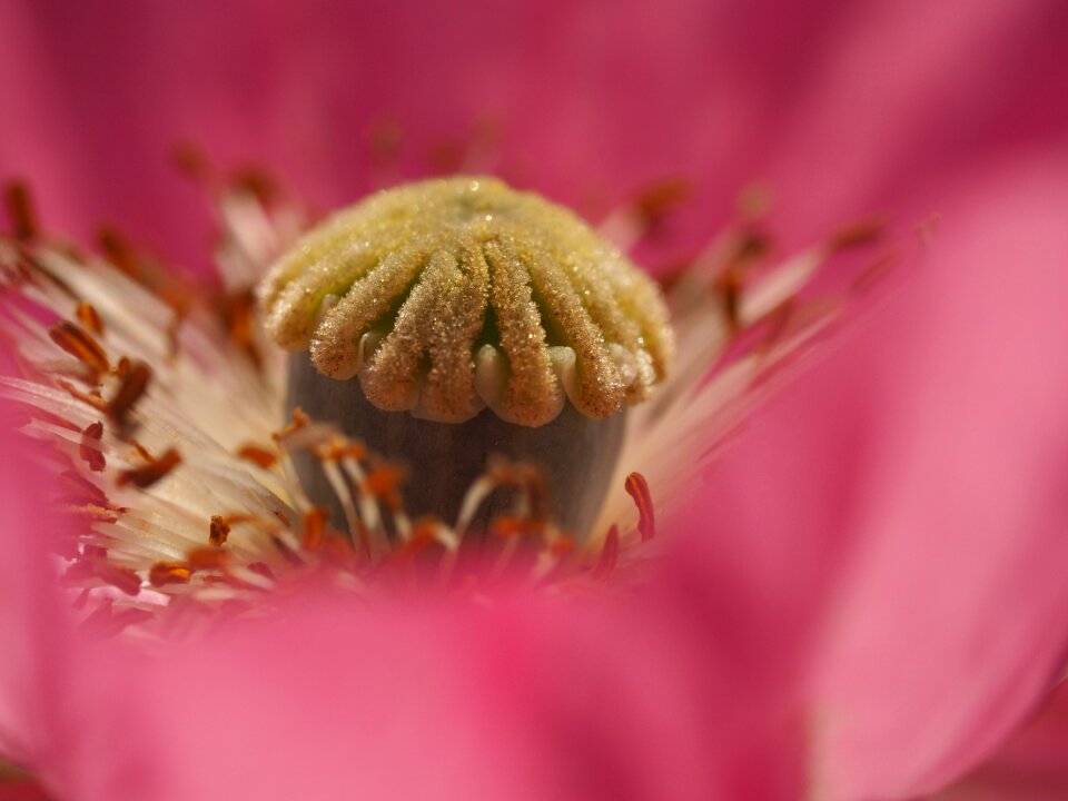 Plant macro close up