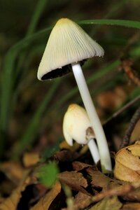 Forest autumn mushroom time photo