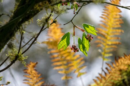 Leaf branch tacoma photo