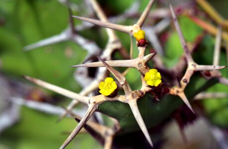 Small yellow spur photo