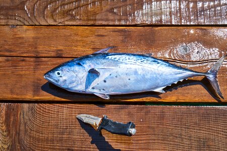 Blue gourmet raw