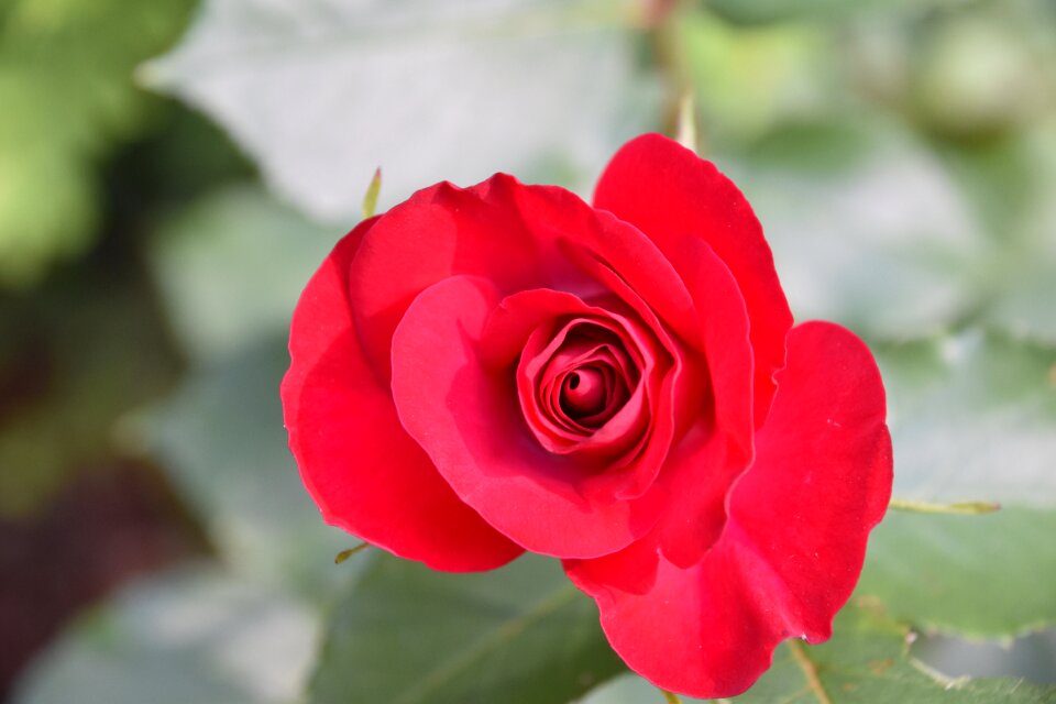 Nature petals rosebush