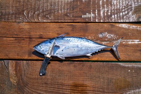 Sharp fresh catch