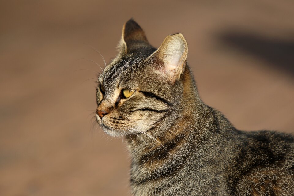 Head eyes whiskers