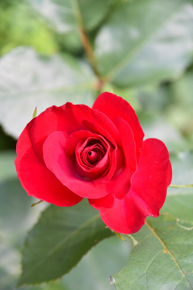 Nature petals rosebush photo