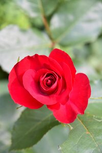 Nature petals rosebush