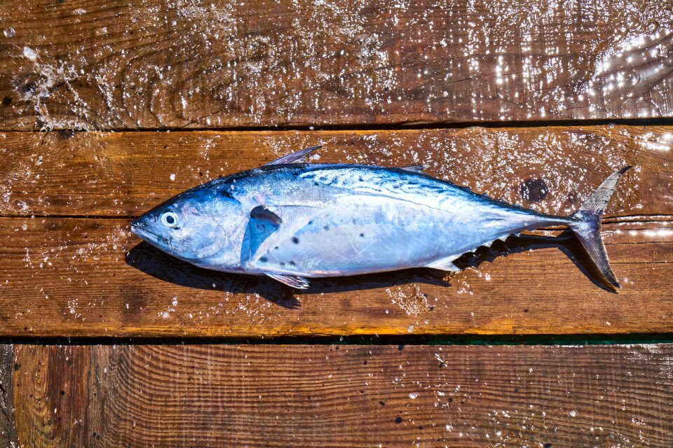 Catch hunter fishing rod