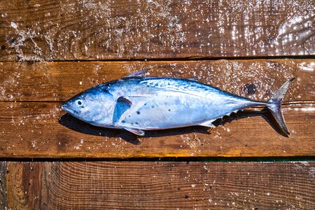 Catch hunter fishing rod