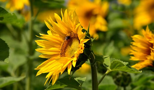 Yellow flower sunny