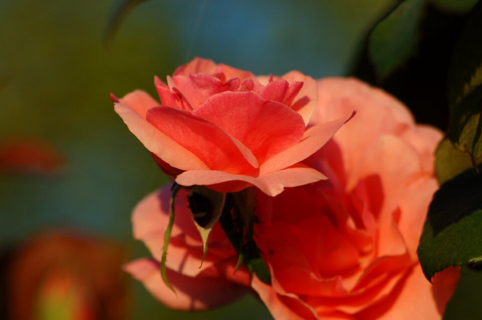 Rose romance petals