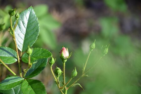 Pale pink flower flowering