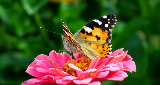 Macro flower wings