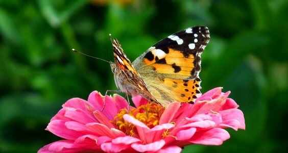 Macro flower wings photo